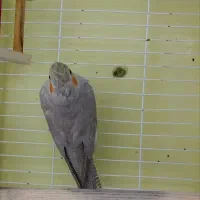 عروس هلندی|پرنده|تهران, خاک سفید|دیوار