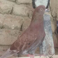 کفتر
