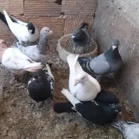 باسلام کفتر گمشده|حیوانات|گلبهار, شهر جدید گلبهار|دیوار