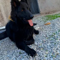 سگ ژرمن بلک سایز کینگ