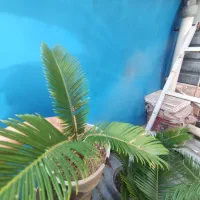 سیکاس|گل و گیاه طبیعی|رشت, توشیبا|دیوار