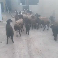 گوسفند