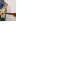 عروس هلندی|پرنده|زرندیه, |دیوار