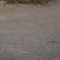 سگ کله|سگ|تبریز, |دیوار