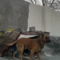 سگ نگهبان|سگ|قلعه نو, |دیوار