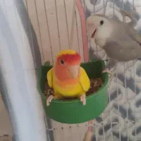 جفت طوطی برزیلی‌
