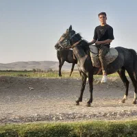 اسب مادیان
