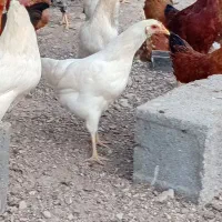 خروس