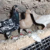 هفرنگ‌‌خفتی