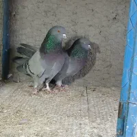 سبز نرو ماده