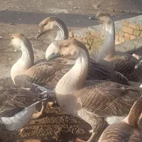 قو غاز