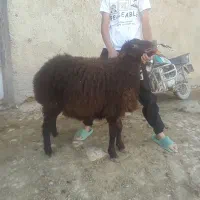سه راس بره ماده هترو|حیوانات مزرعه|شیروان (خراسان), |دیوار