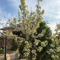 اجاره باغ استخردا. برای سالانه در شاهنامه 76