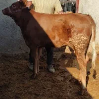 گوساله ماده شرابی اصل سویسی|حیوانات مزرعه|کوهدشت, |دیوار