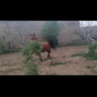 فروش ۳راس اسب مادیون|اسب و تجهیزات اسب‌سواری|اصفهان, شهرک زاینده رود|دیوار