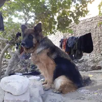 واگذاری سگ ژرمن اصلی واکسن زده|سگ|سبزوار, قاضی زاد|دیوار