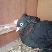 کبوتر پلاکی و زاغ ابادانی درجه ۱|پرنده|خورموج, |دیوار