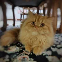 گربه پرشین۳ماهه سفیدعکسه هس