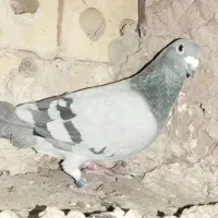 پلاکی .مسافتی.نر