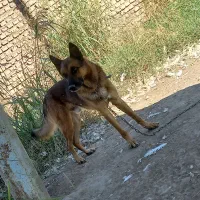 واگذاری سگ ژرمن|سگ|فاضل آباد, |دیوار