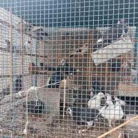 کبوتر فروشی|پرنده|خوسف, |دیوار