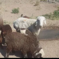۲میش دوقلو مغانی ۴بره (3نر۱ماده)  124تومن اسفدن