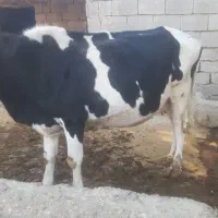 گاو ۷ماه حامله  خوش دوش آرام  بدون رنگ