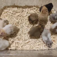 همستر ، رت ، موش سوری|موش و خرگوش|مشهد, احمدآباد|دیوار