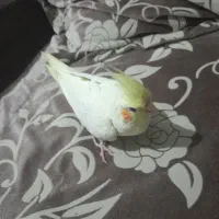 جوجه عروس هلندی چشم شرابی
