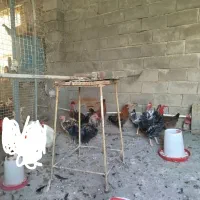 مرغ.خروس.گردن لخت.گردن ریت.فرفری|حیوانات مزرعه|امیدیه, |دیوار