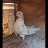 کفتر یه جفت خال پیس