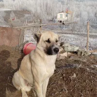 سگ مخصوص گله داری