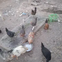 فروش مرغ و خروس