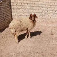 گوسفند بره میش|حیوانات مزرعه|اهواز, گلدشت|دیوار