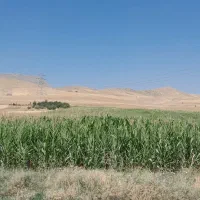 درت علوفه‌ای