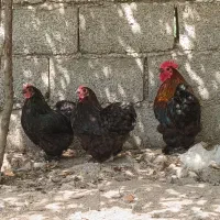 مرغ وخروس گوشین