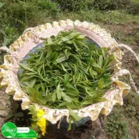 چای صدرصد ارگانیک ایرانی