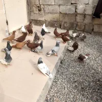 چند چفت کبوتر رنگی