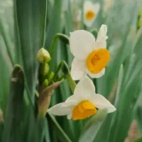 فروش گل نرگس ششپر شهلا وپیازچه گل