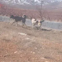 یه جفت توله نر و ماده ده ماهه