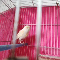 قناری ماده جوانه اماده|پرنده|خواف, |دیوار