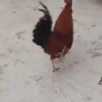 خروس