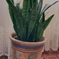 سانسوریا|گل و گیاه طبیعی|کرج, شهرک فهمیده|دیوار