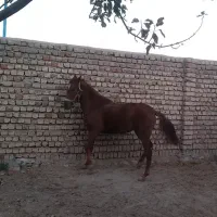 اسب|اسب و تجهیزات اسبسواری|کوهدشت, |دیوار