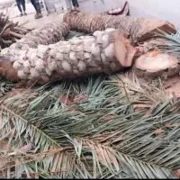 بریدن نخل قطع درخت هرس نخل سمپاشی نخل