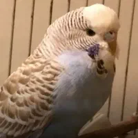 مرغ عشق ها همه سالم وسرحال جفت ۵۰۰|پرنده|قشم, |دیوار