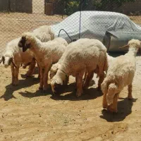 پنج عدد کاور نر