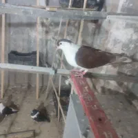 کفتر ماده ساده افغان|پرنده|سراوان, |دیوار
