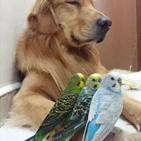 قبول سرپرستی و نگهداری پرنده