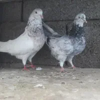 کبوتر پرشی و تزیینی|پرنده|چمستان, |دیوار